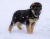 AKC Registered German Shepherd For Sale Baltic, OH Male - Frisky
