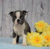 AKC Registered Boston Terrier For Sale Warsaw, OH Male- Gizmo