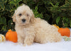 F1B Mini Goldendoodle For Sale Fredericksburg, OH Male- Alex