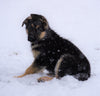 AKC Registered German Shepherd For Sale Baltic, OH Male - Frisky