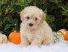 F1B Mini Goldendoodle For Sale Fredericksburg, OH Male- Alex