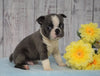 AKC Registered Boston Terrier For Sale Warsaw, OH Male- Gizmo