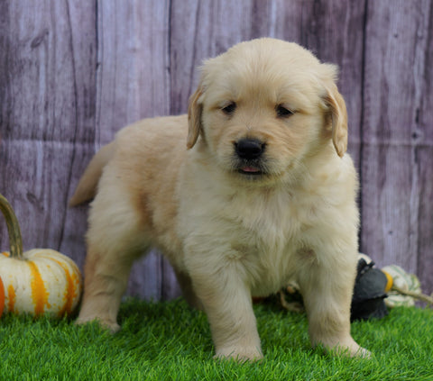 AKC Registered Golden Retriever For Sale Fredericksburg, OH Male- Bozo