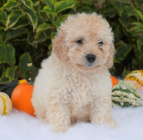 F1B Mini Goldendoodle For Sale Fredericksburg, OH Male- Aden