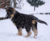 AKC Registered German Shepherd For Sale Baltic, OH Male - Frisky