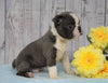 AKC Registered Boston Terrier For Sale Warsaw, OH Male- Gizmo
