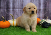 AKC Registered Golden Retriever for Sale Fredericksburg, OH Female- Stacey