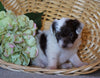 Jack-a-poo For Sale Applecreek, OH Female- Allie
