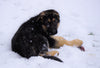 AKC Registered German Shepherd For Sale Baltic, OH Male - Frisky