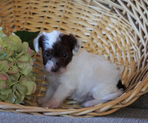 Jack-a-poo For Sale Applecreek, OH Female- Allie