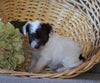 Jack-a-poo For Sale Applecreek, OH Female- Allie