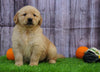 AKC Registered Golden Retriever for Sale Fredericksburg, OH Female- Stacey