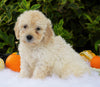 F1B Mini Goldendoodle For Sale Fredericksburg, OH Male- Aden
