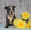AKC Registered Boston Terrier For Sale Warsaw, OH Male- Snoopy