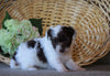 Jack-a-poo For Sale Applecreek, OH Female- Allie