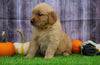 AKC Registered Golden Retriever For Sale Fredericksburg, OH Female- Autumn