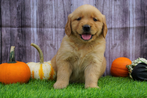 AKC Registered Golden Retriever For Sale Fredericksburg, OH Female- Autumn
