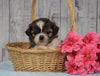 Shih Tzu For Sale Warsaw, OH Female- Amber