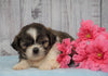 Shih Tzu For Sale Warsaw, OH Female- Amber