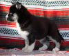 Siberian Husky For Sale Fredericksburg, OH Female - Valerie