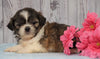 Shih Tzu For Sale Warsaw, OH Female- Amber