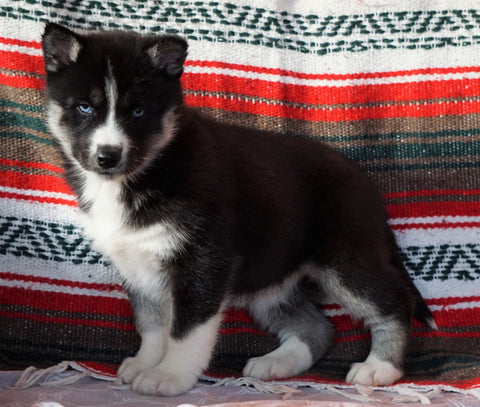 Siberian Husky For Sale Fredericksburg, OH Female - Valerie
