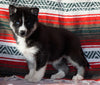Siberian Husky For Sale Fredericksburg, OH Female - Valerie