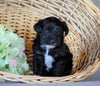 Jack-a-poo For Sale Applecreek, OH Female- Cuddles