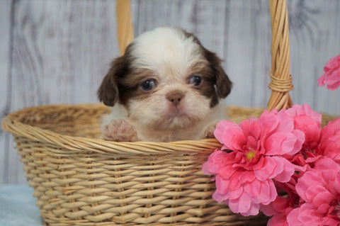 Shih Tzu For Sale Warsaw, OH Female- Betsy
