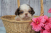 Shih Tzu For Sale Warsaw, OH Female- Betsy