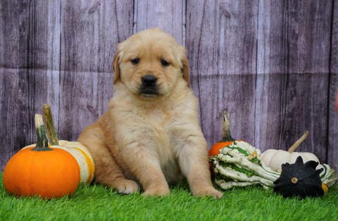 AKC Registered Golden Retriever For Sale Fredericksburg, OH Female- Amber