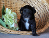 Jack-a-poo For Sale Applecreek, OH Female- Cuddles
