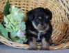 Jack-a-poo For Sale Applecreek, OH Male- Buster