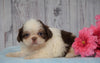 Shih Tzu For Sale Warsaw, OH Female- Betsy