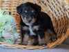 Jack-a-poo For Sale Applecreek, OH Male- Buster