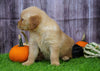AKC Registered Golden Retriever For Sale Fredericksburg, OH Female- Amber