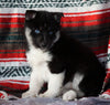 Siberian Husky For Sale Fredericksburg, OH Female - Vicky