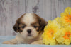Shih Tzu For Sale Warsaw, OH Male- Gage