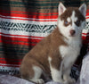 Siberian Husky For Sale Fredericksburg, OH Male - Victor