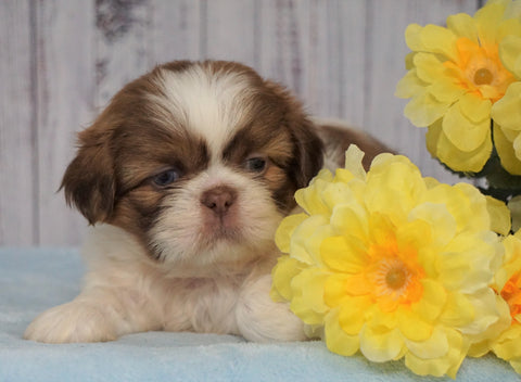 Shih Tzu For Sale Warsaw, OH Male- Grady