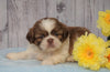 Shih Tzu For Sale Warsaw, OH Male- Grady