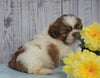 Shih Tzu For Sale Warsaw, OH Male- Grady