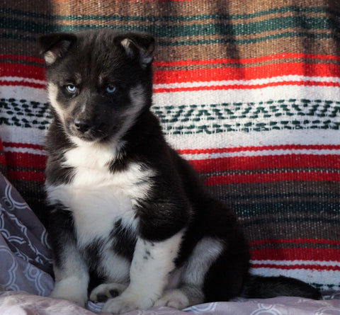 Siberian Husky For Sale Fredericksburg, OH Male - Vincent