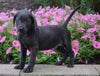 AKC Registered Charcoal Labrador Retriever For Sale Sugarcreek, OH Male- Shorty