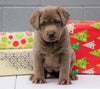 AKC Registered Silver Labrador Retriever For Sale Millersburg OH, Female - Frosty- BLACK FRIDAY SPECIAL-