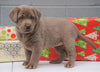 AKC Registered Silver Labrador Retriever For Sale Millersburg OH, Female - Frosty- BLACK FRIDAY SPECIAL-