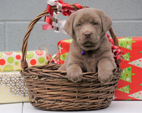 AKC Registered Silver Labrador Retriever For Sale Millersburg OH, Female - Snowflake