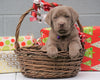 AKC Registered Silver Labrador Retriever For Sale Millersburg OH, Female - Snowflake