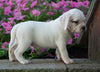 English Bulldog/Puggle For Sale Sugarcreek, OH Female- Poppy