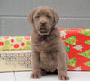 AKC Registered Silver Labrador Retriever For Sale Millersburg OH, Female - Snowflake